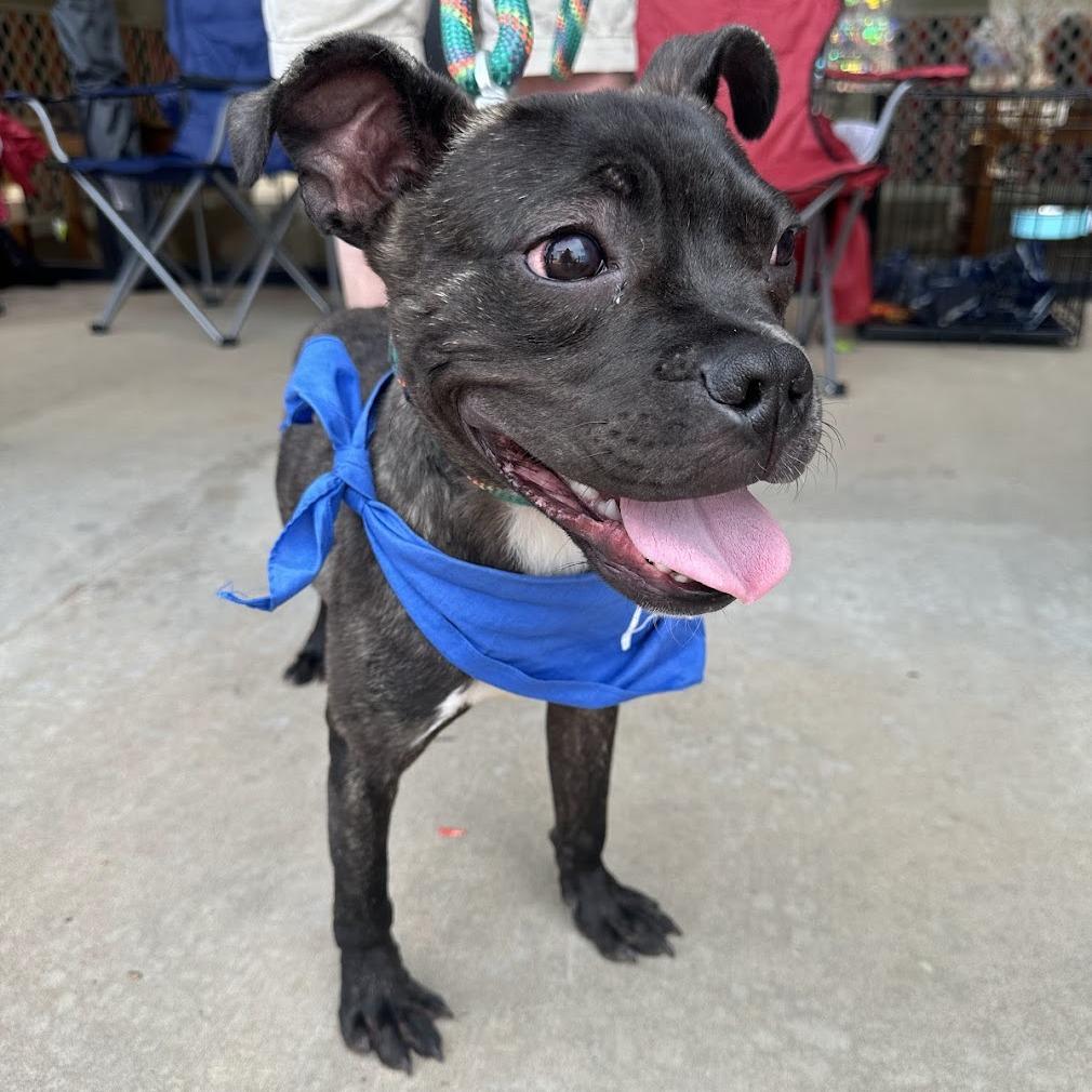 Enlarge Lucky C-34465, a Adoptable mixed breed in Oklahoma City, OK image 5/6