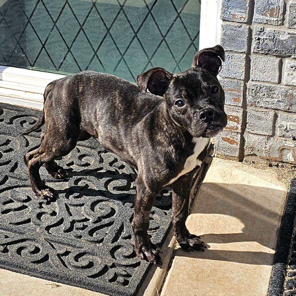 Enlarge Lucky C-34465, a Adoptable mixed breed in Oklahoma City, OK image 5/5