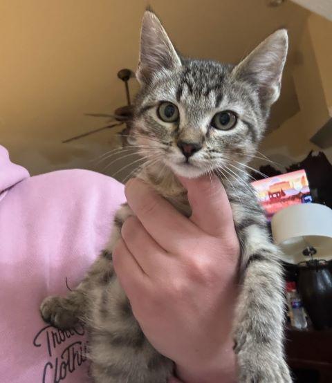 Bailey, Adopted, Kitten Male Domestic Short Hair.