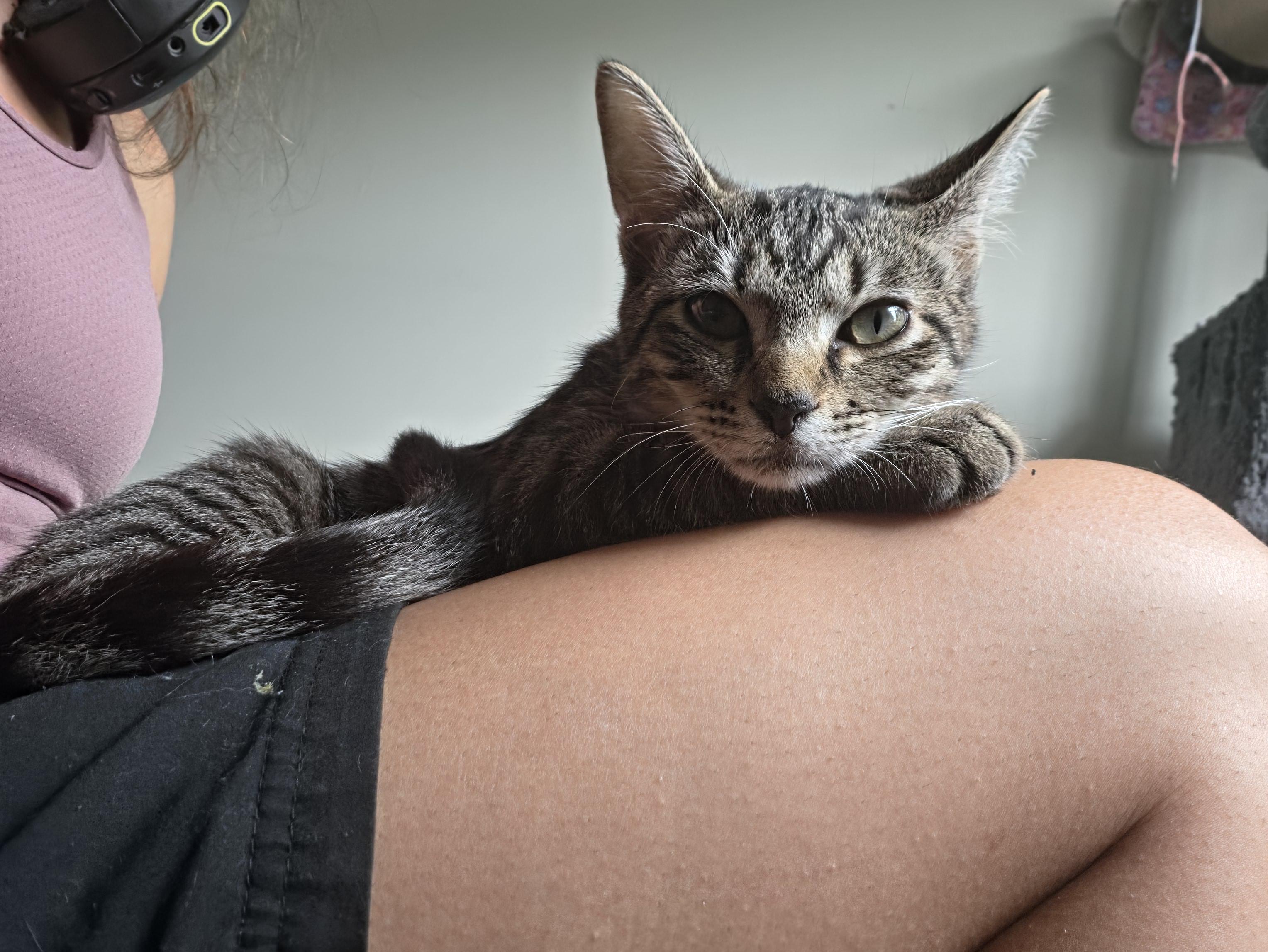 Enlarge August, a Adoptable Tabby in Wilmington, NC image 3/6