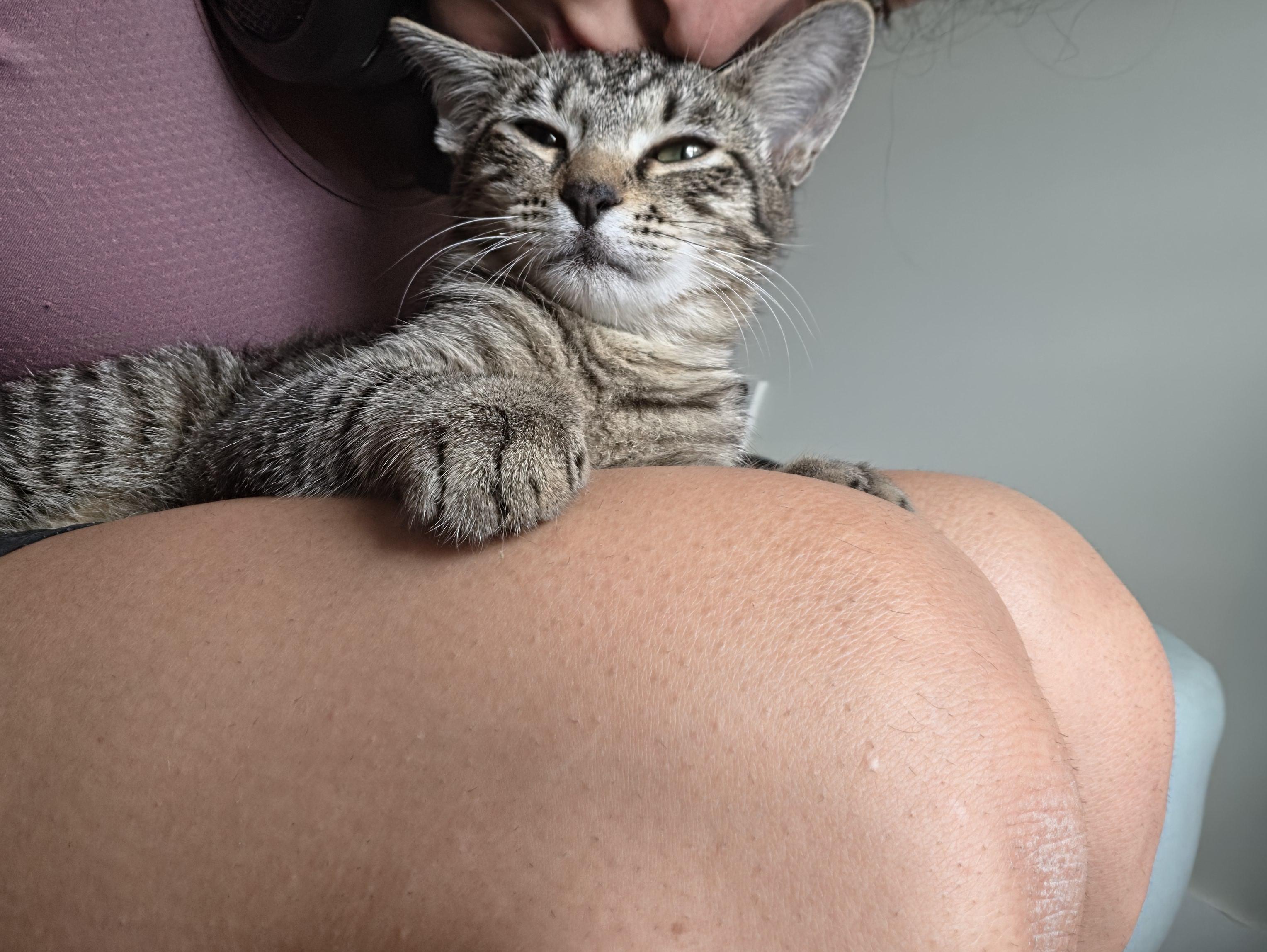 Enlarge August, a Adoptable Tabby in Wilmington, NC image 4/6