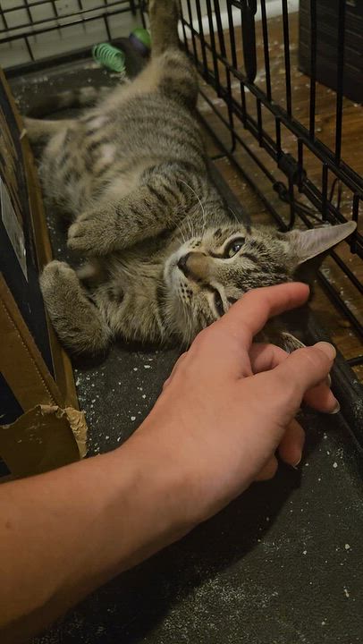 Enlarge August, a Adoptable Tabby in Wilmington, NC video 6/6