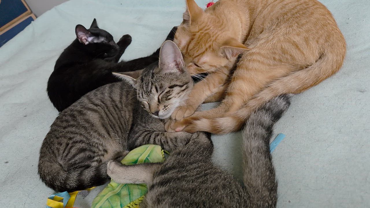 Enlarge August, a Adoptable Tabby in Wilmington, NC video 5/6