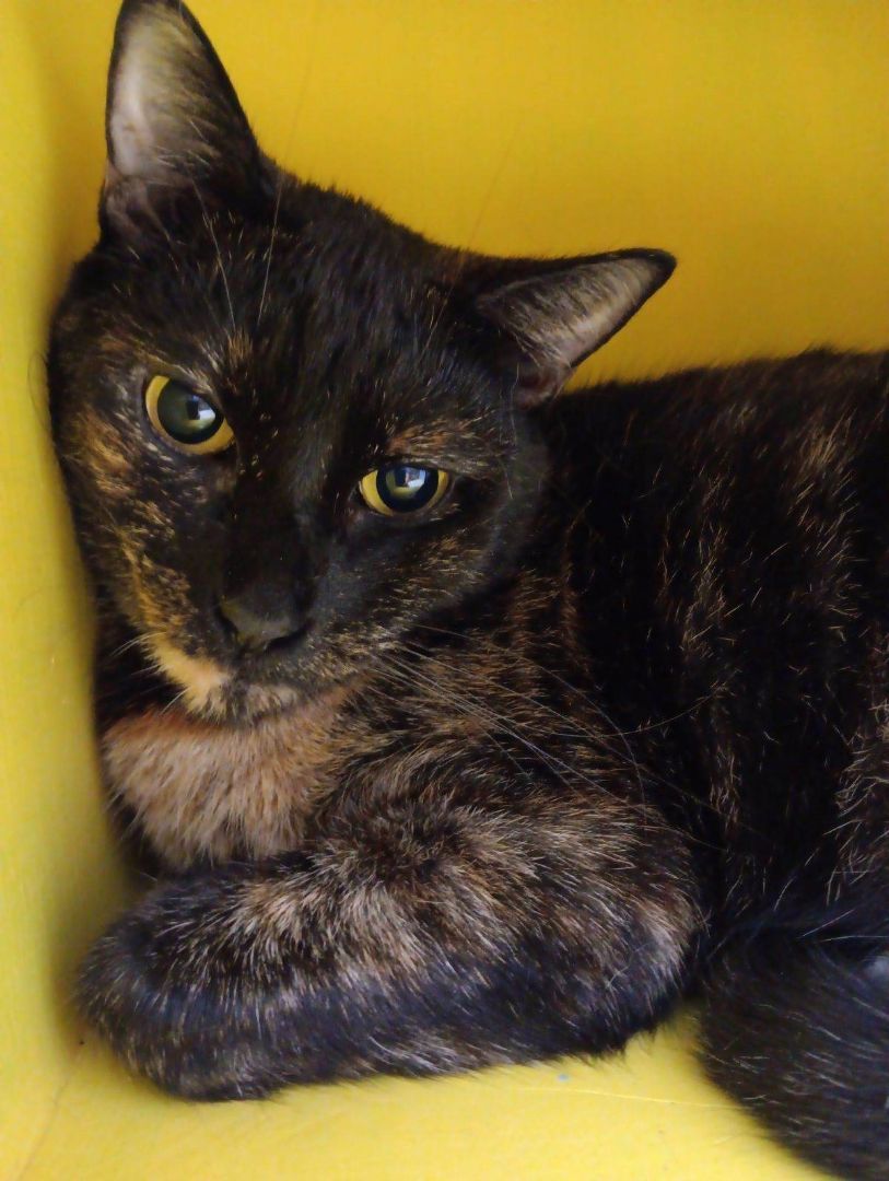 Morticia, Adoptable, Adult Female Tortoiseshell.
