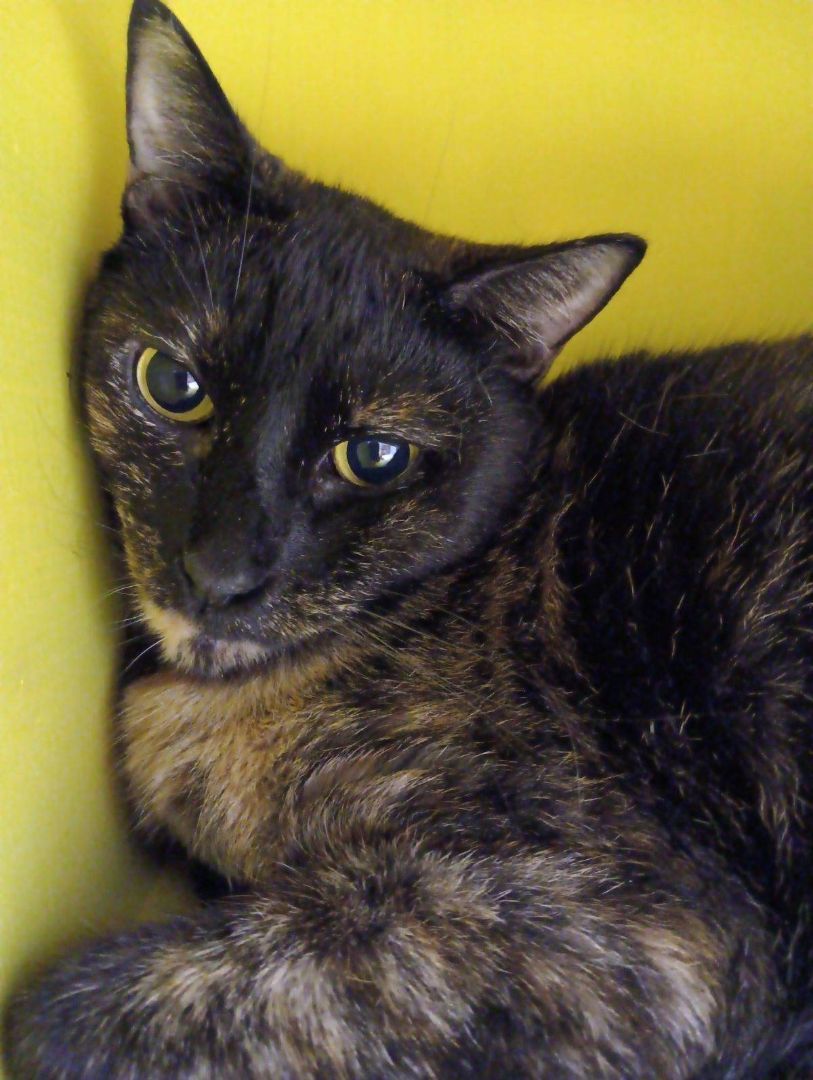 Enlarge Morticia, a Adoptable Tortoiseshell in Huntington Beach, CA image 2/6