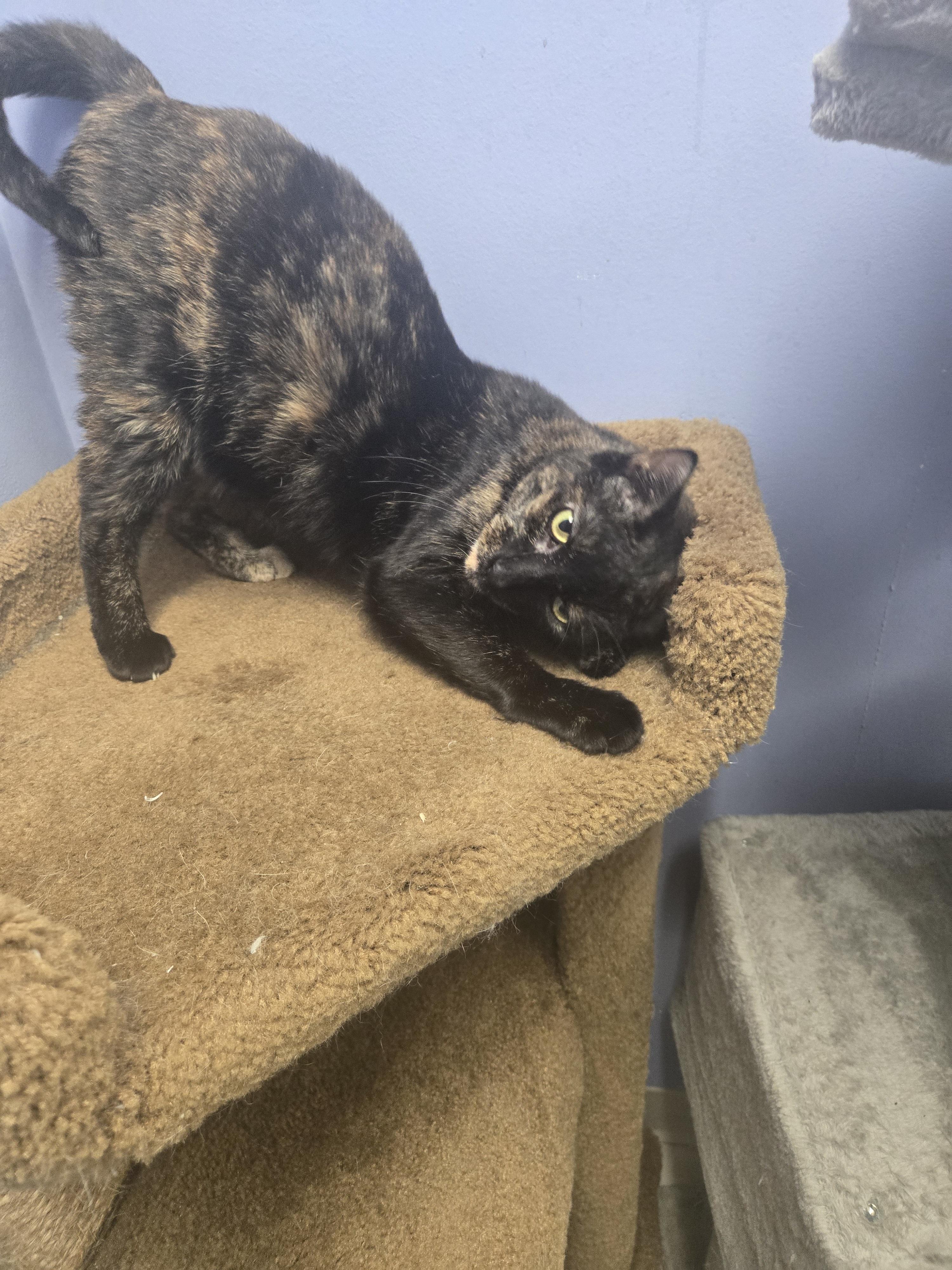 Enlarge Morticia, a Adoptable Tortoiseshell in Huntington Beach, CA image 3/6