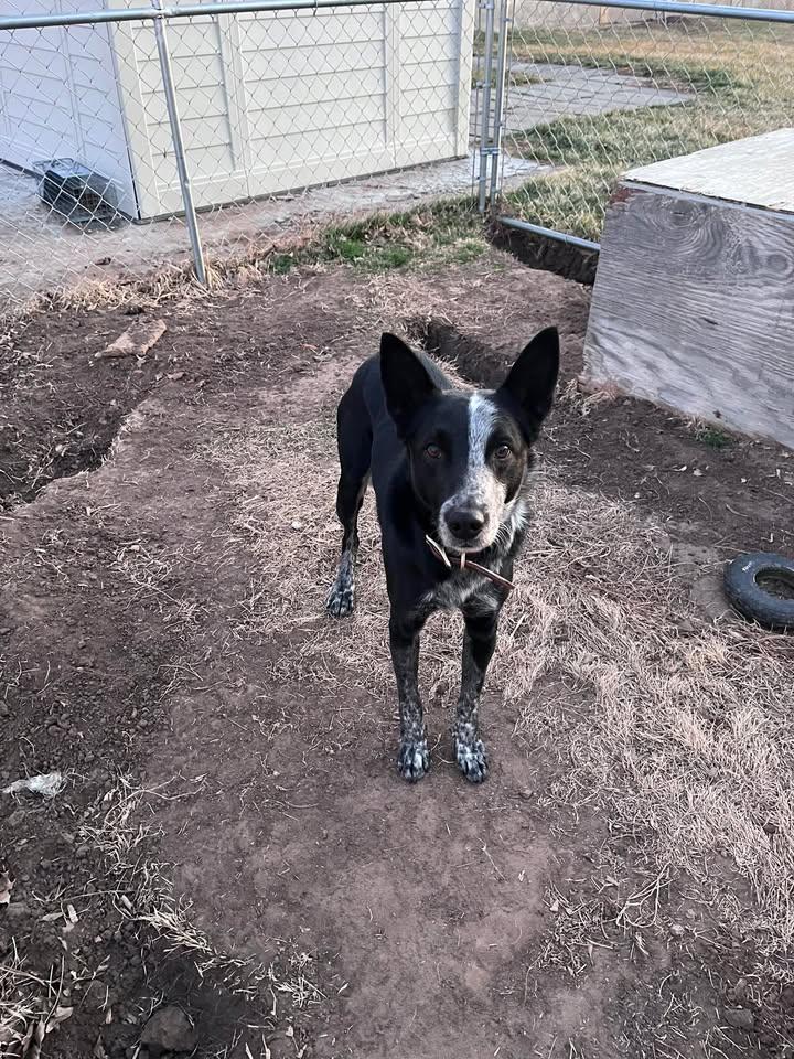 Enlarge Knight, a ADOPTABLE mixed breed in Ulysses, KS image 1/1