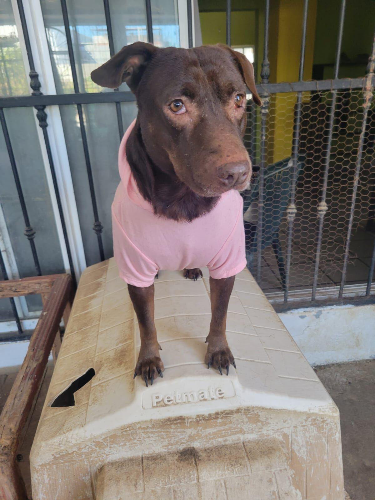 Enlarge Canela, a Adoptable mixed breed in Seattle, WA image 6/6