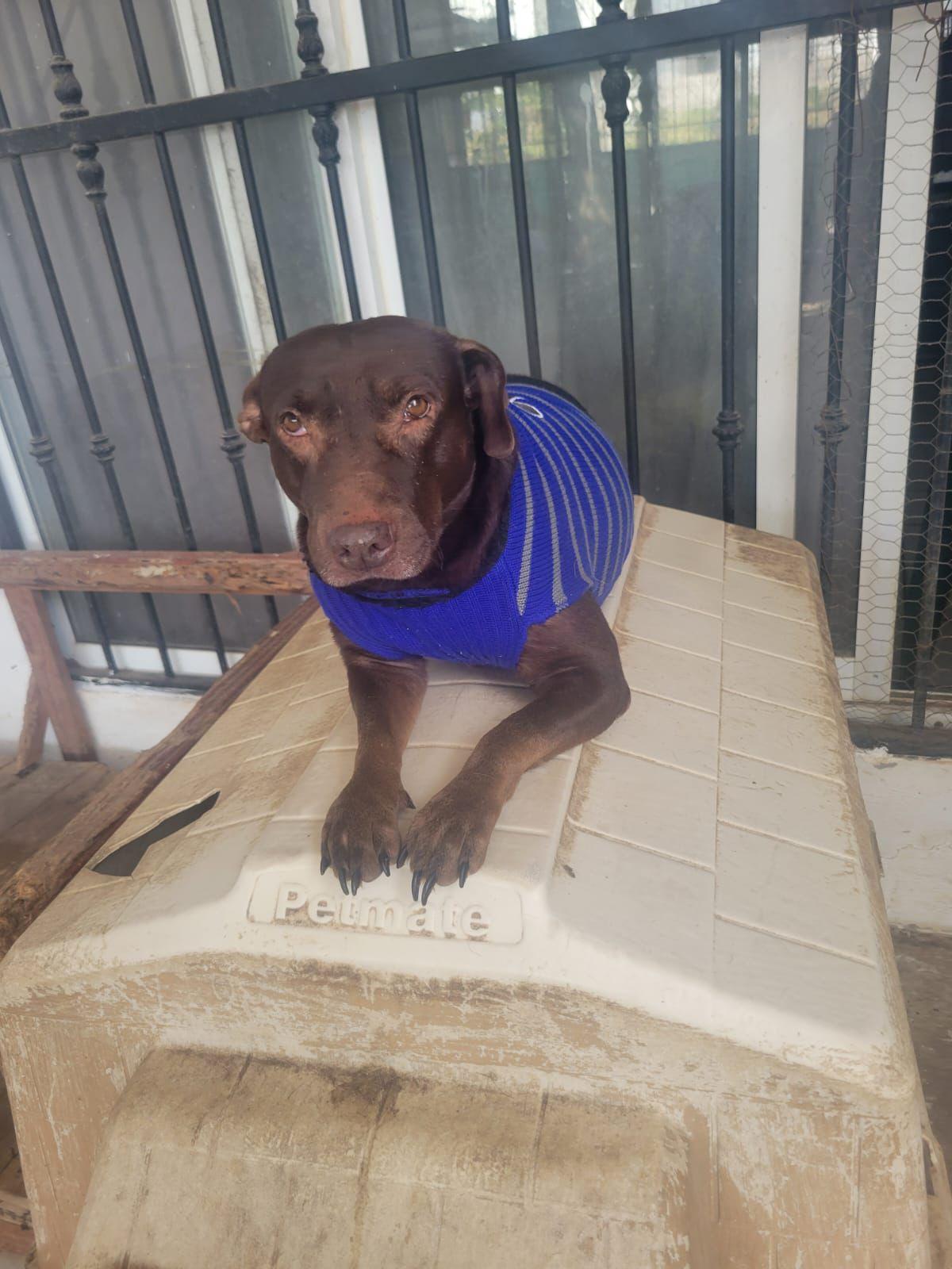 Canela — thumbnail 4