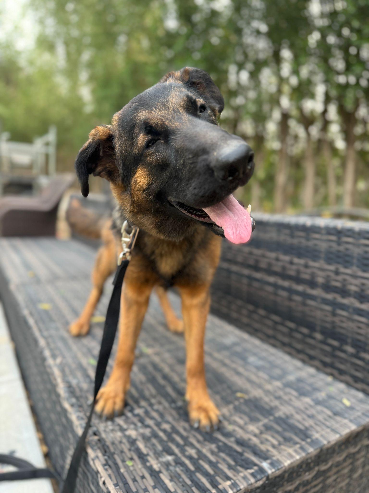 Beautiful Bacha girl from Kuwait, Young Female German Shepherd Dog