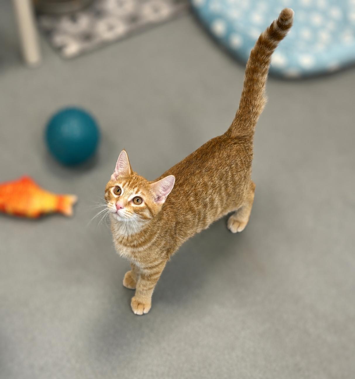 Chucky, ADOPTABLE, Young Male Domestic Short Hair.