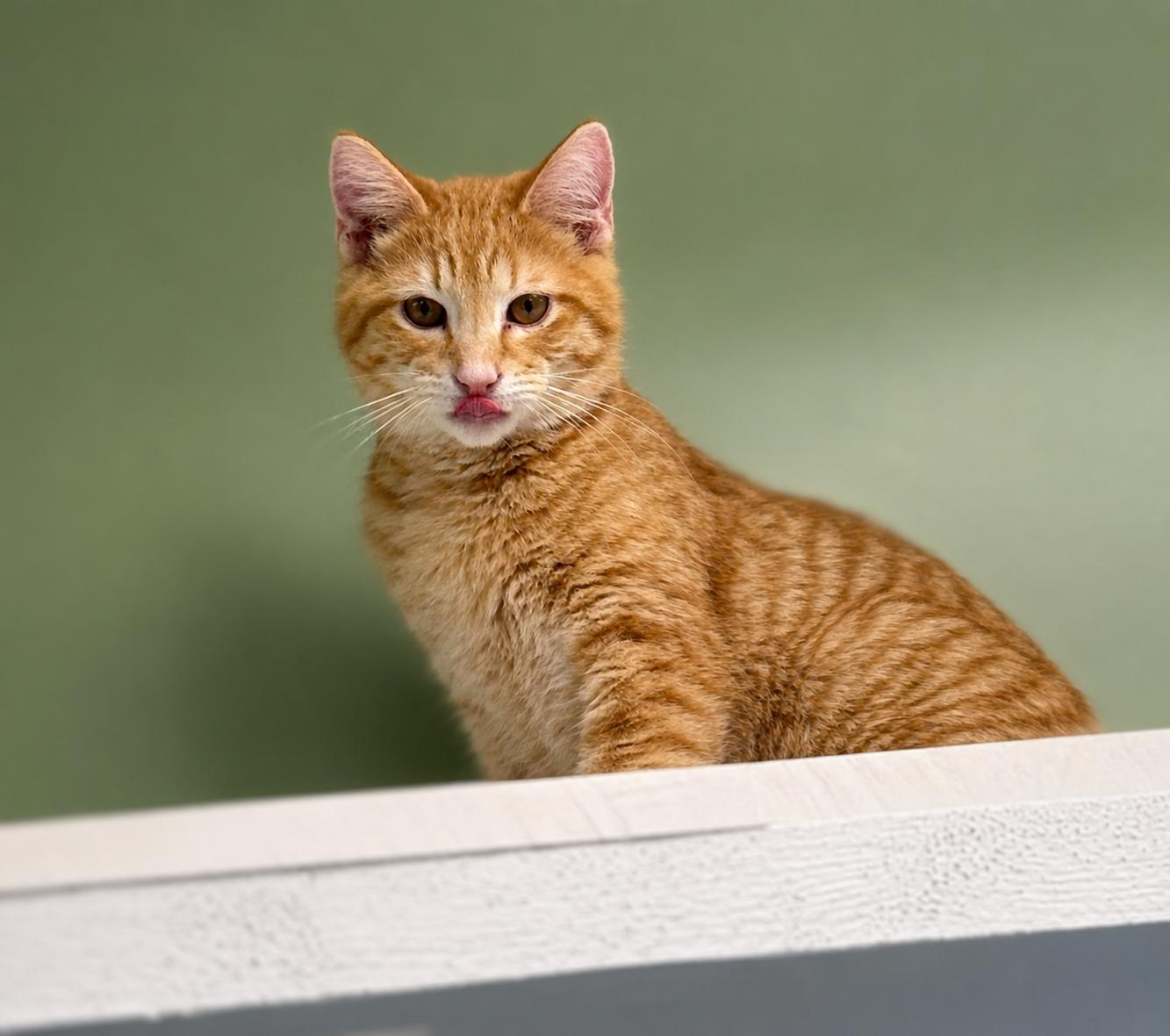Enlarge Chucky, a ADOPTABLE Domestic Short Hair in Jefferson, IA image 2/2