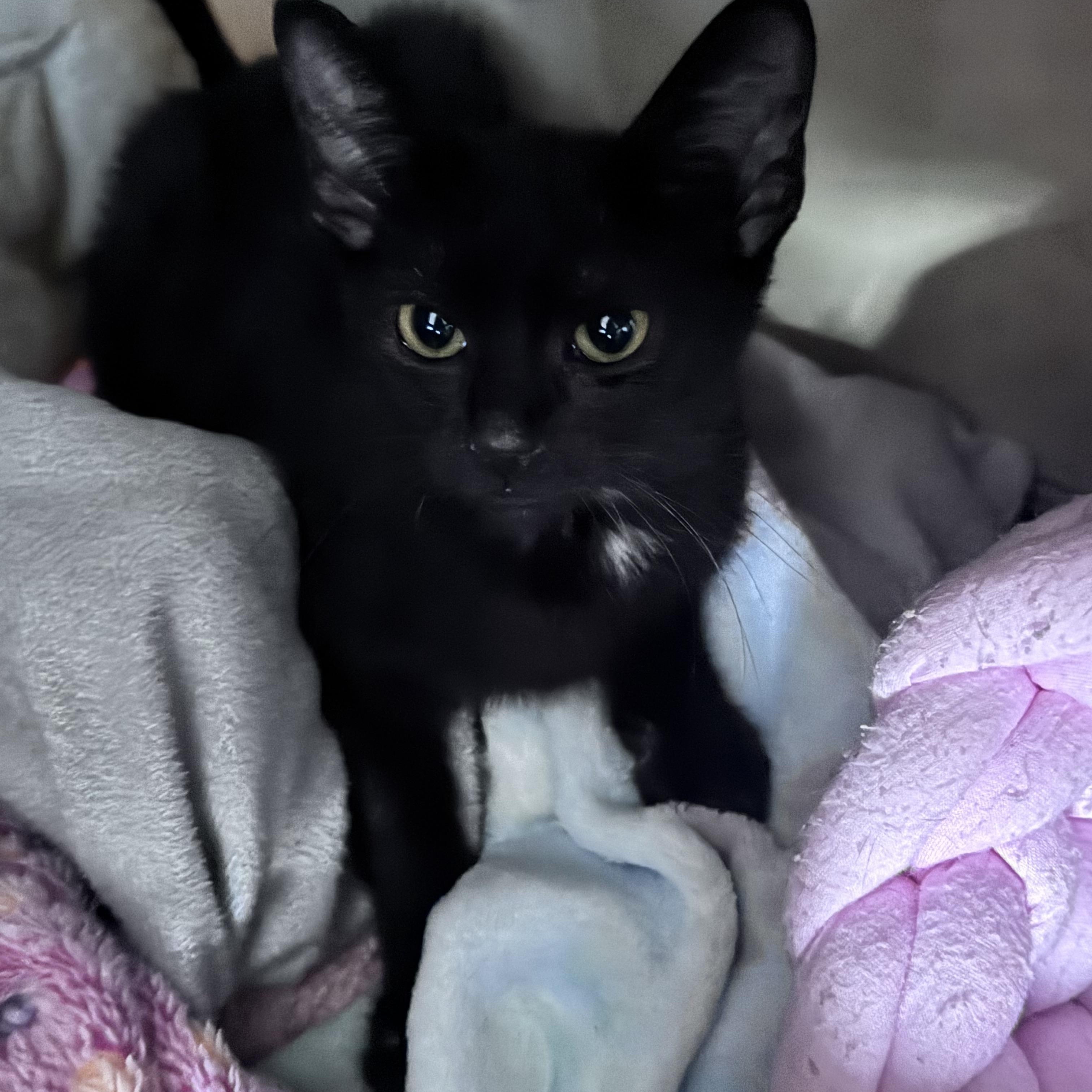 Loki, adopted, Young Male Domestic Short Hair.