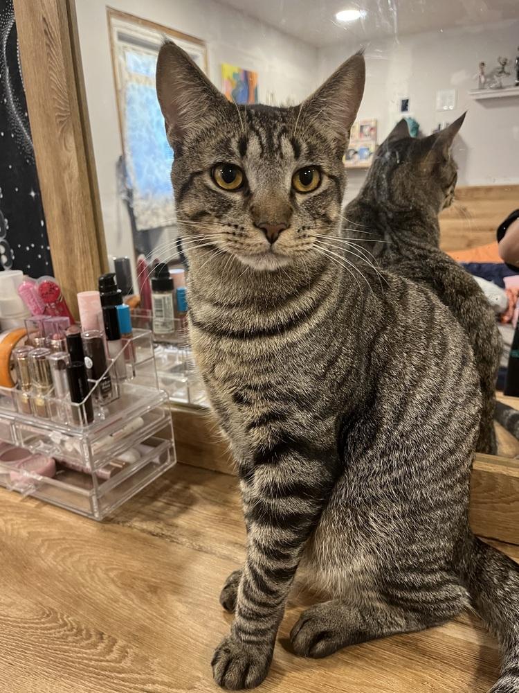 Enlarge Bobbi the cat, a Adopted Domestic Short Hair in Yardley, PA image 1/6