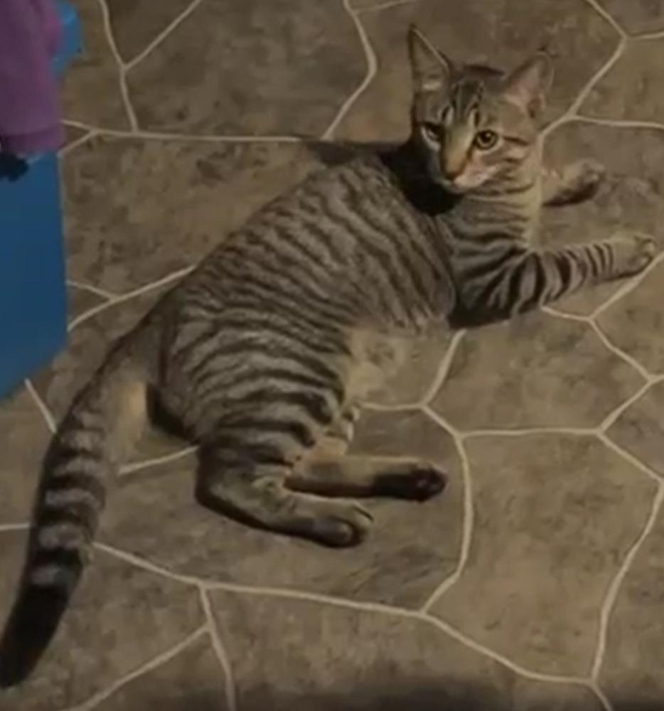 Enlarge Bobbi the cat, a Adopted Domestic Short Hair in Yardley, PA image 2/6