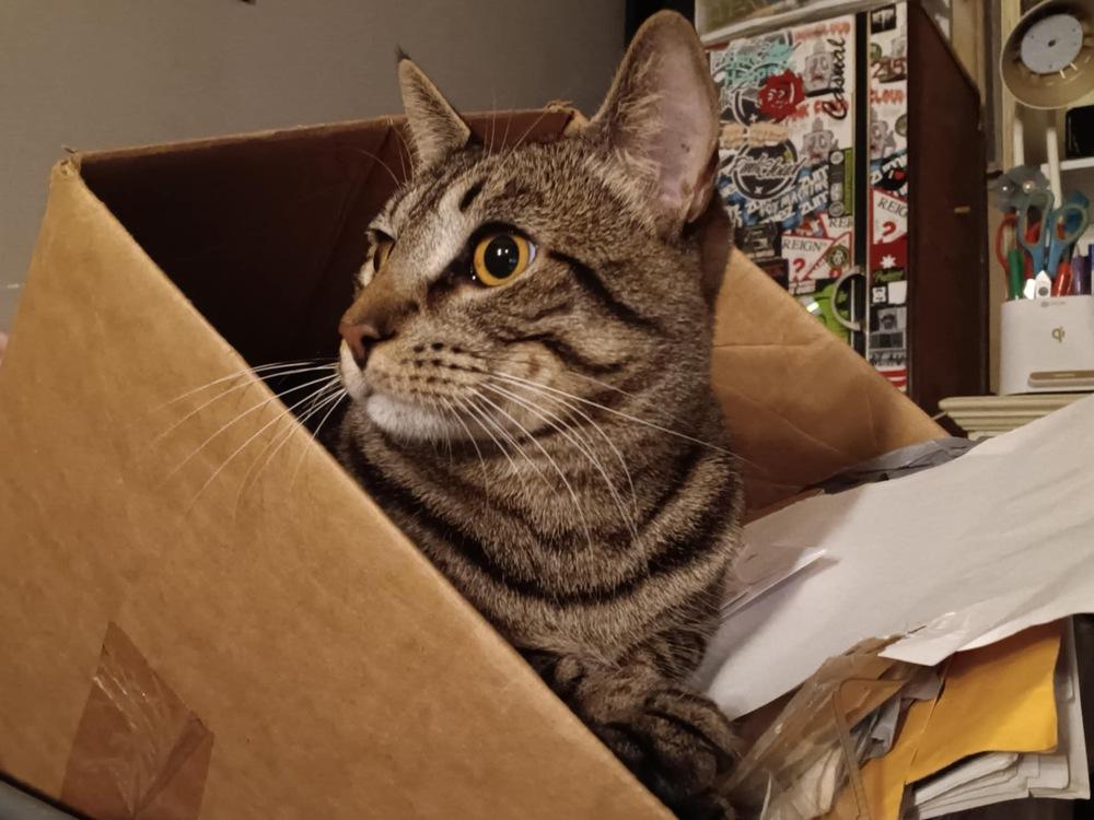 Enlarge Bobbi the cat, a Adopted Domestic Short Hair in Yardley, PA image 3/6