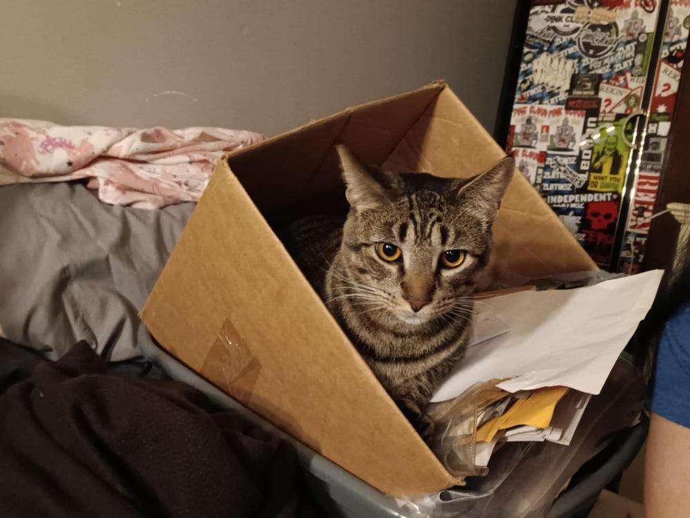 Enlarge Bobbi the cat, a Adopted Domestic Short Hair in Yardley, PA image 4/6