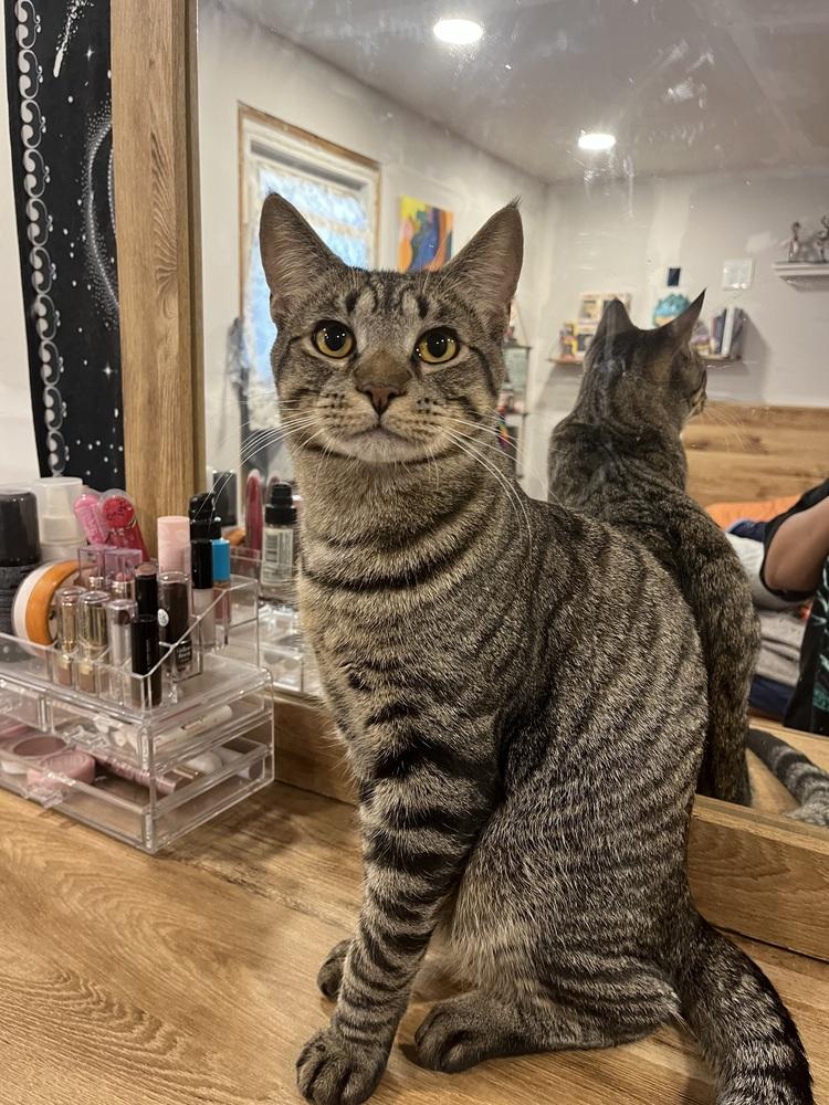 Bobbi the cat, Adopted, Young Male Domestic Short Hair.