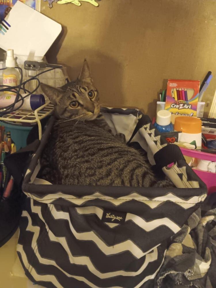 Enlarge Bobbi the cat, a Adopted Domestic Short Hair in Yardley, PA image 6/6