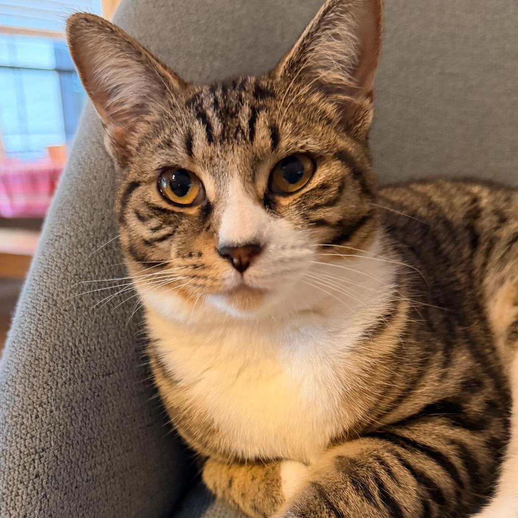 Enlarge Camellia Allen-CA, a Adoptable Domestic Short Hair in Tallahassee, FL image 1/4