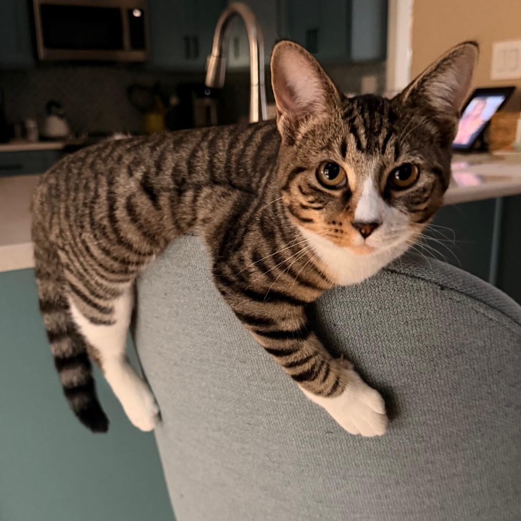 Enlarge Camellia Allen-CA, a Adoptable Domestic Short Hair in Tallahassee, FL image 3/4