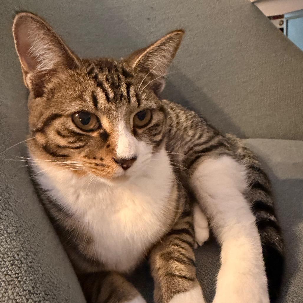 Enlarge Camellia Allen-CA, a Adoptable Domestic Short Hair in Tallahassee, FL image 4/4