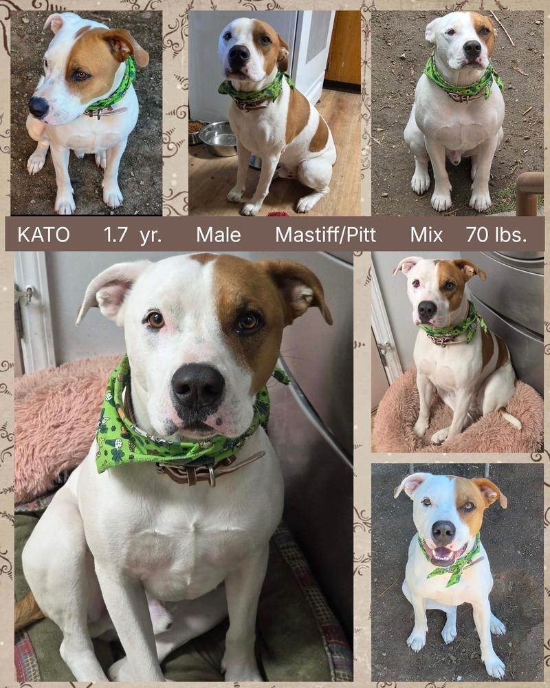 Enlarge KATO, a Adoptable mixed breed in Mesa, AZ image 1/1