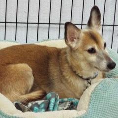 Remy Boy--Handsome Boy Available with Vet Care Support for Life, Senior Male unknown