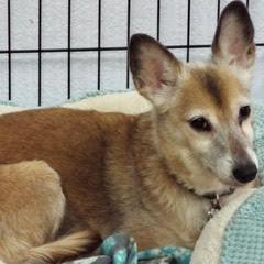 Remy Boy--Handsome Boy Available with Vet Care Support for Life 2