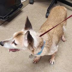 Remy Boy--Handsome Boy Available with Vet Care Support for Life 6