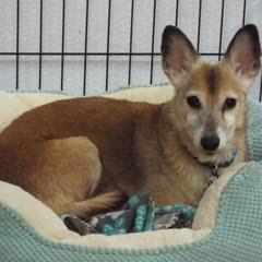 Remy Boy--Handsome Boy Available with Vet Care Support for Life 3