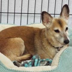 Remy Boy--Handsome Boy Available with Vet Care Support for Life 5