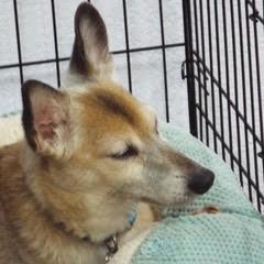 Remy Boy--Handsome Boy Available with Vet Care Support for Life 4