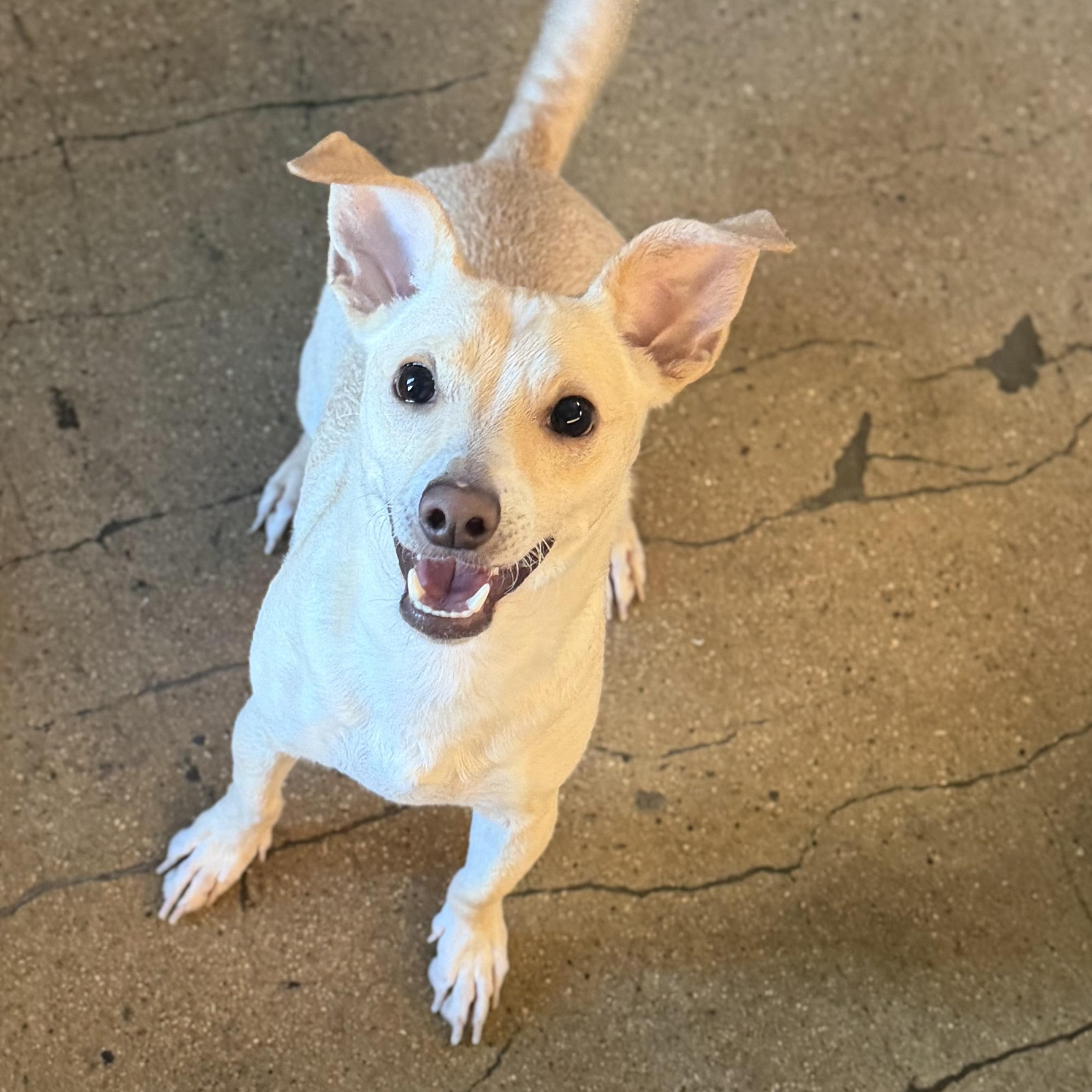 Enlarge Pringle, a Adopted Mixed Breed in Los Angeles, CA image 2/5