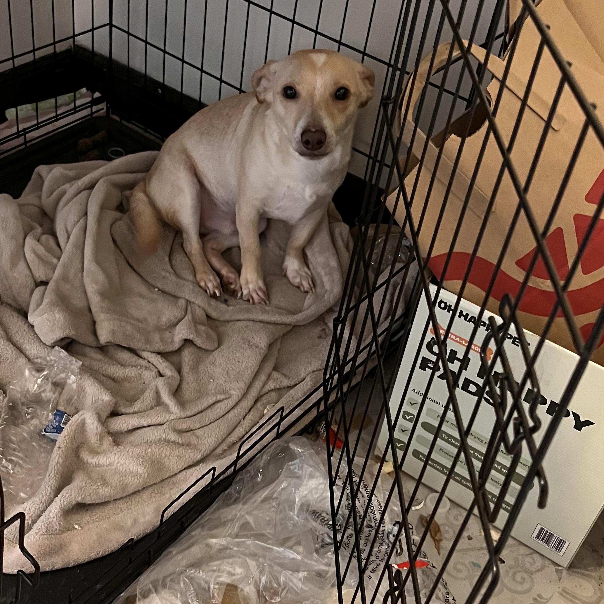 Enlarge Pringle, a Adopted Mixed Breed in Los Angeles, CA image 3/5