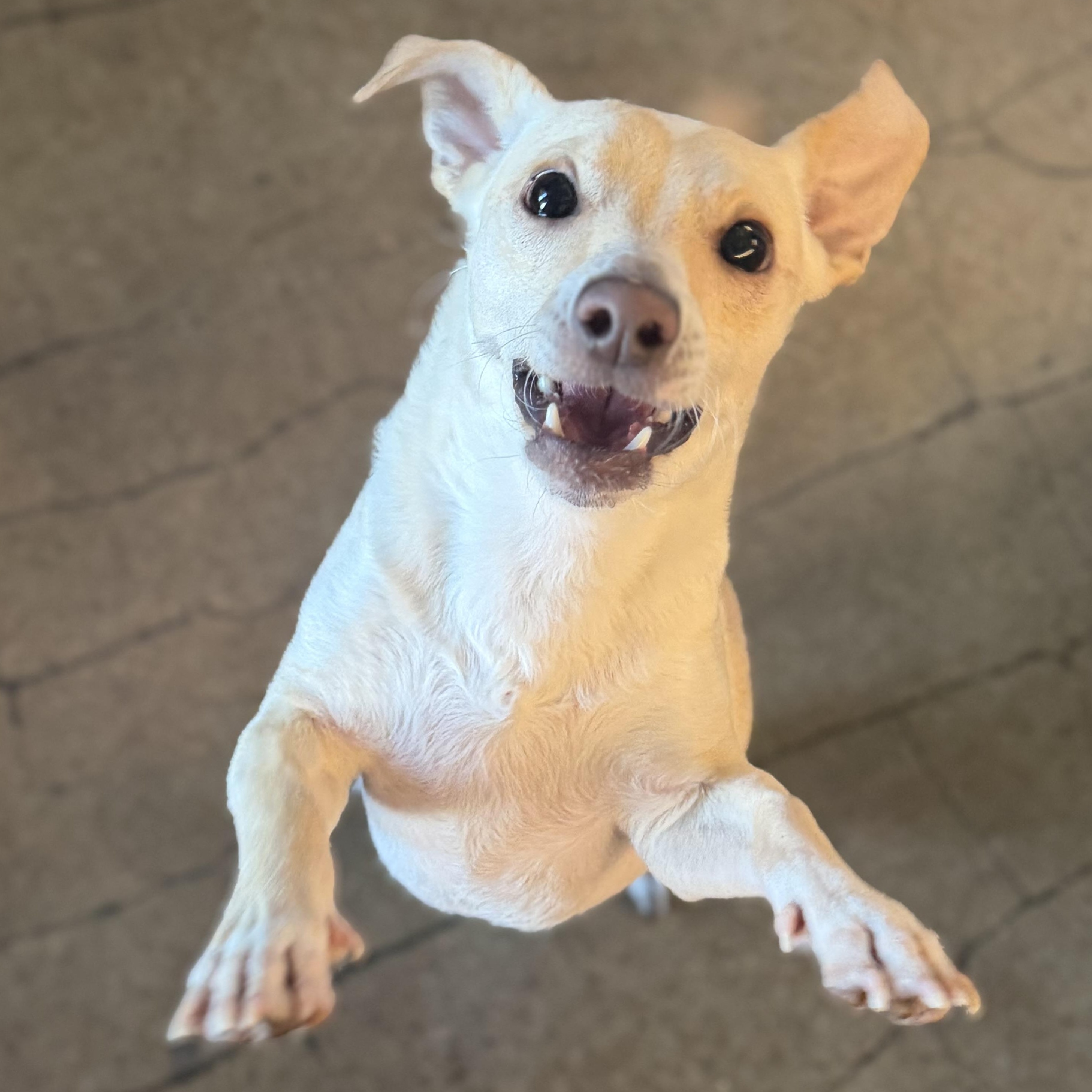 Enlarge Pringle, a Adopted Mixed Breed in Los Angeles, CA image 4/5