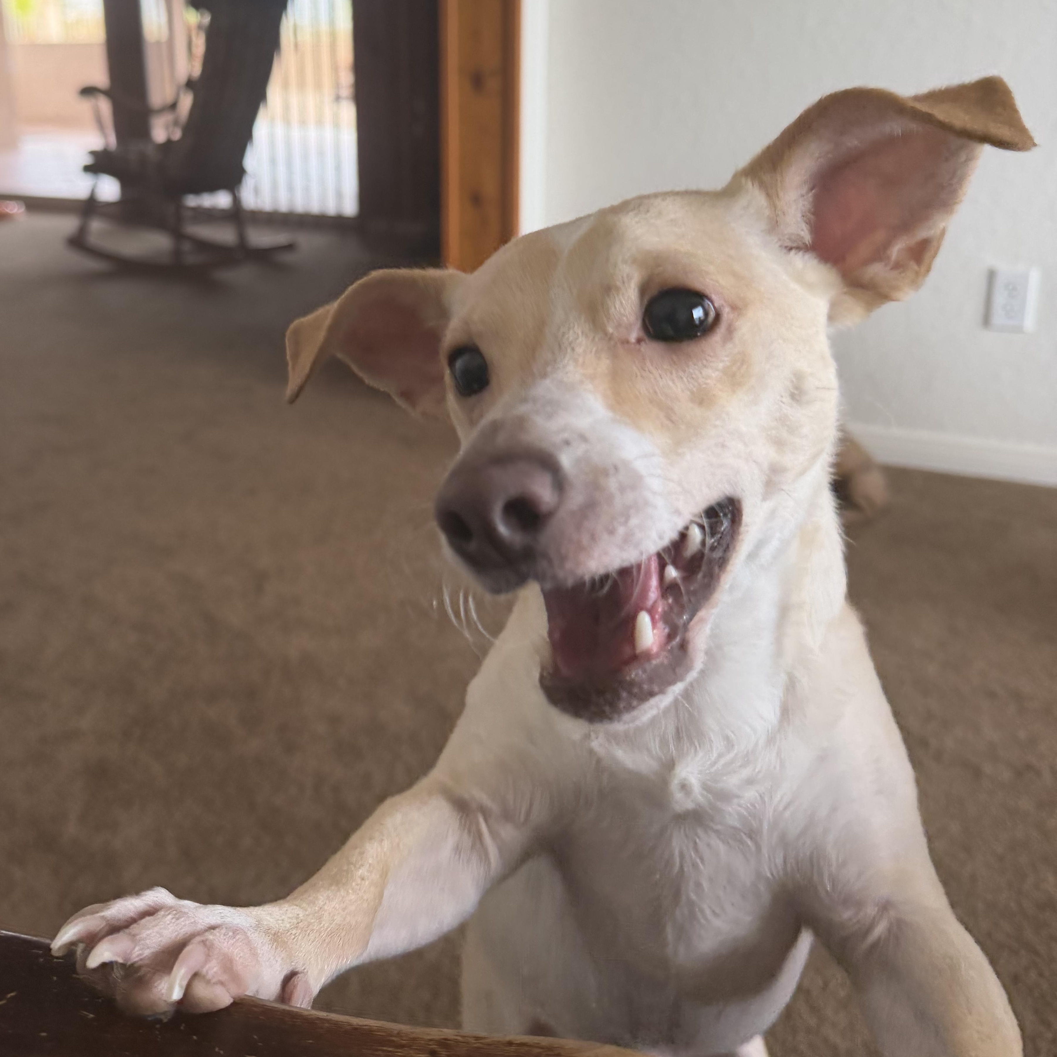 Enlarge Pringle, a Adopted Mixed Breed in Los Angeles, CA image 1/5