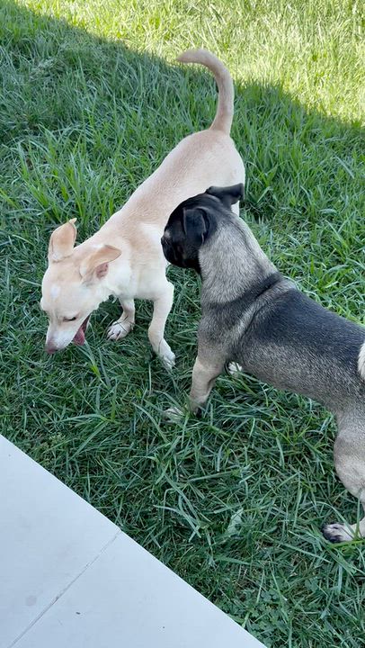 Enlarge Pringle, a Adopted Mixed Breed in Los Angeles, CA video 5/5