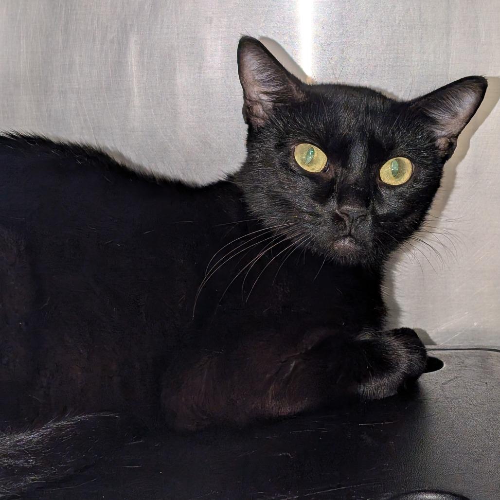 Lucy, Adoptable, Young Female Domestic Short Hair.