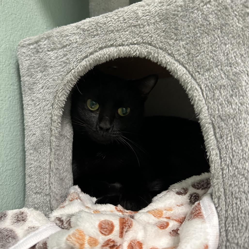 Enlarge Lucy, a Adoptable mixed breed in Titusville, FL image 2/4