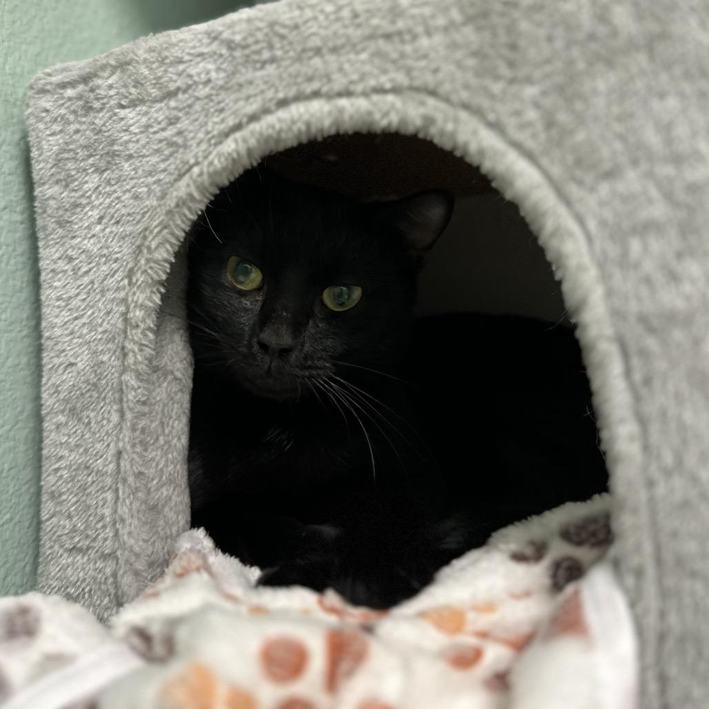 Enlarge Lucy, a Adoptable mixed breed in Titusville, FL image 3/4