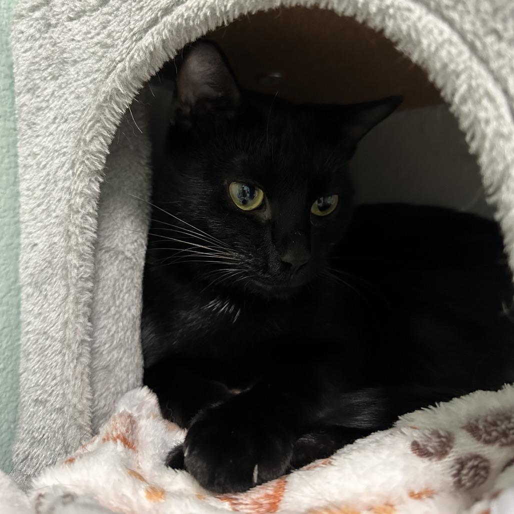 Enlarge Lucy, a Adoptable mixed breed in Titusville, FL image 4/4