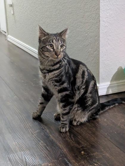 Toby 51356, a Adoptable Domestic Short Hair image 1/3