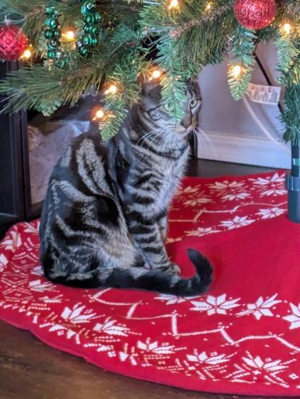 Toby 51356, a Adoptable Domestic Short Hair image 2/3