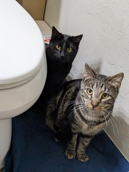 Toby 51356, a Adoptable Domestic Short Hair image 3/3