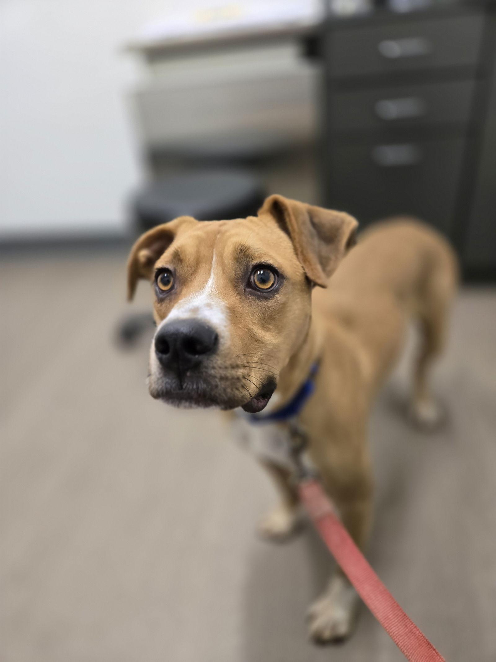 Enlarge Dallas, a Adoptable Boxer in Boston, KY image 1/3