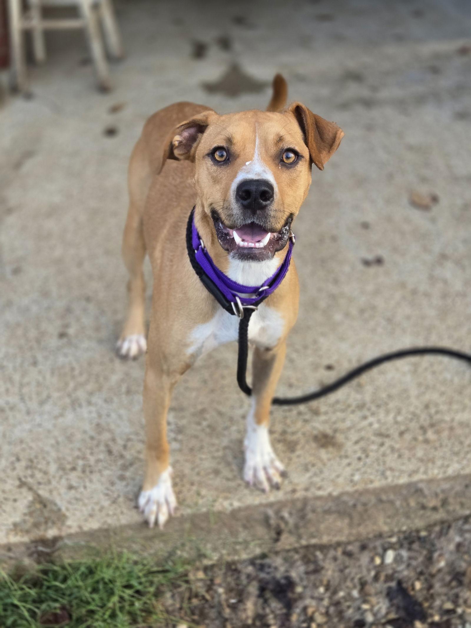 Enlarge Dallas, a Adoptable Boxer in Boston, KY image 2/3