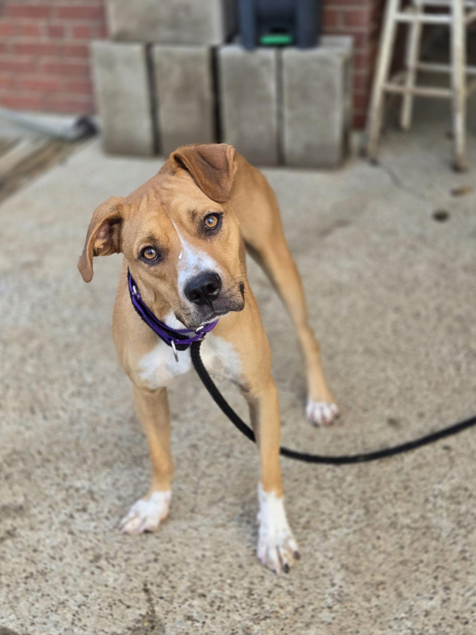 Enlarge Dallas, a Adoptable Boxer in Boston, KY image 3/3