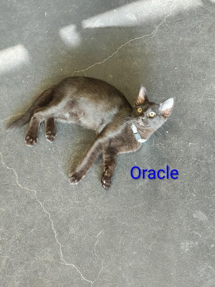 Oracle — thumbnail 2