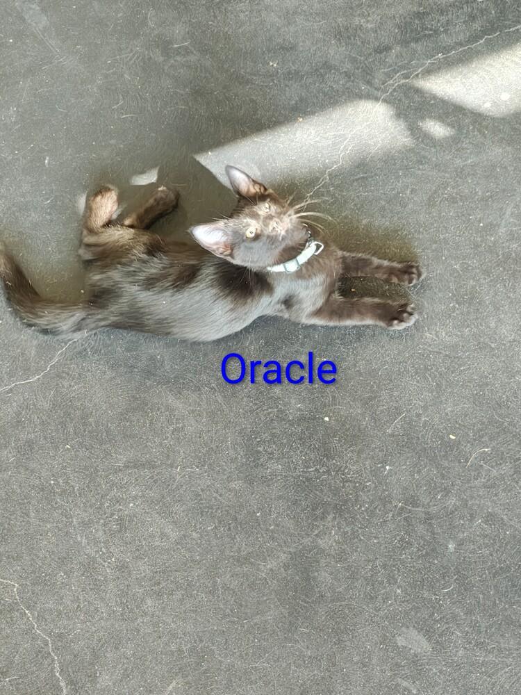 Oracle — thumbnail 3